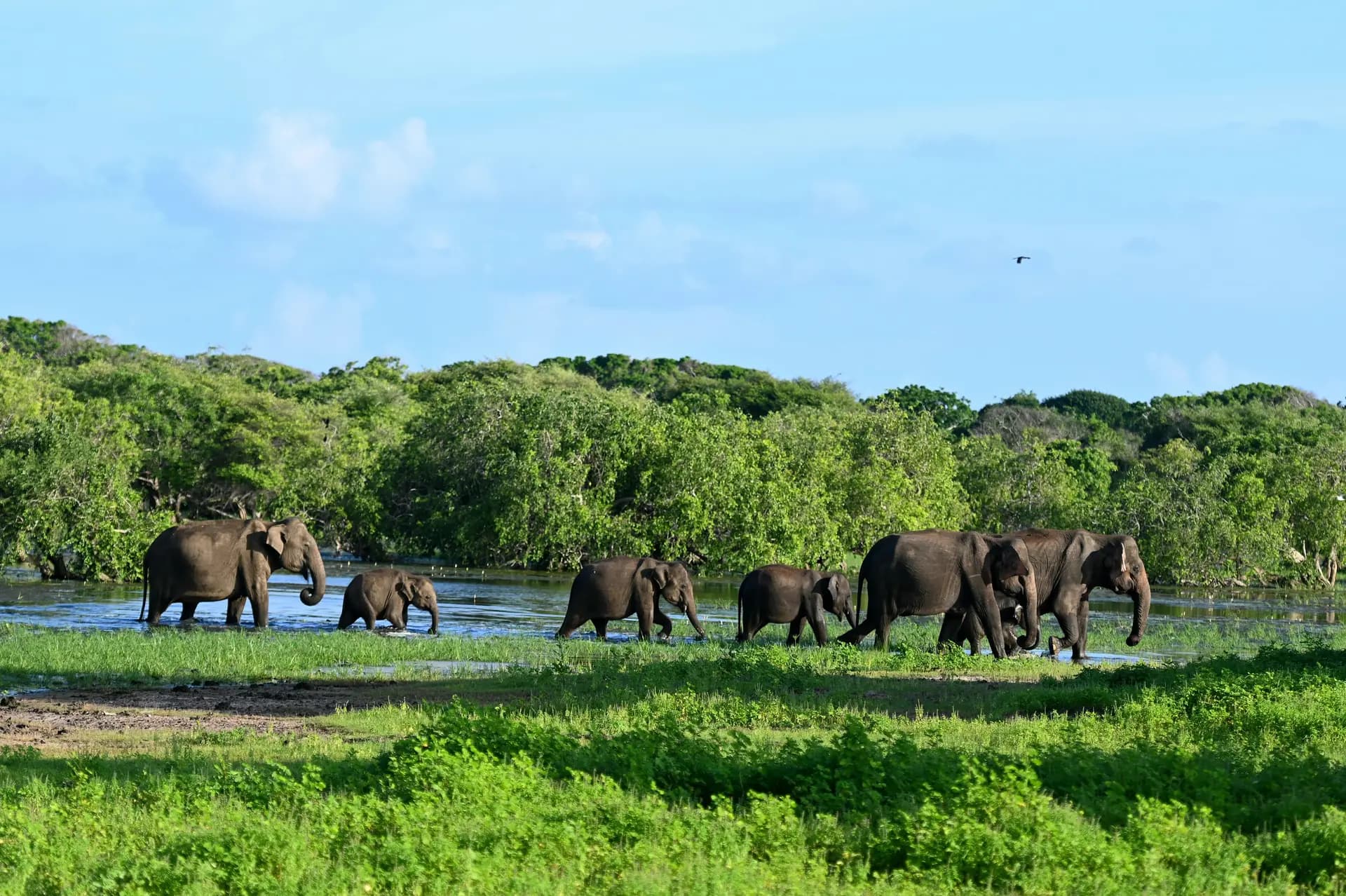 Webinar Series: Launch of NbS Tool Version 2 Advancing Data-Driven Nature-based Solutions in Southeast Asia-banner