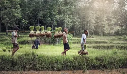 farm image